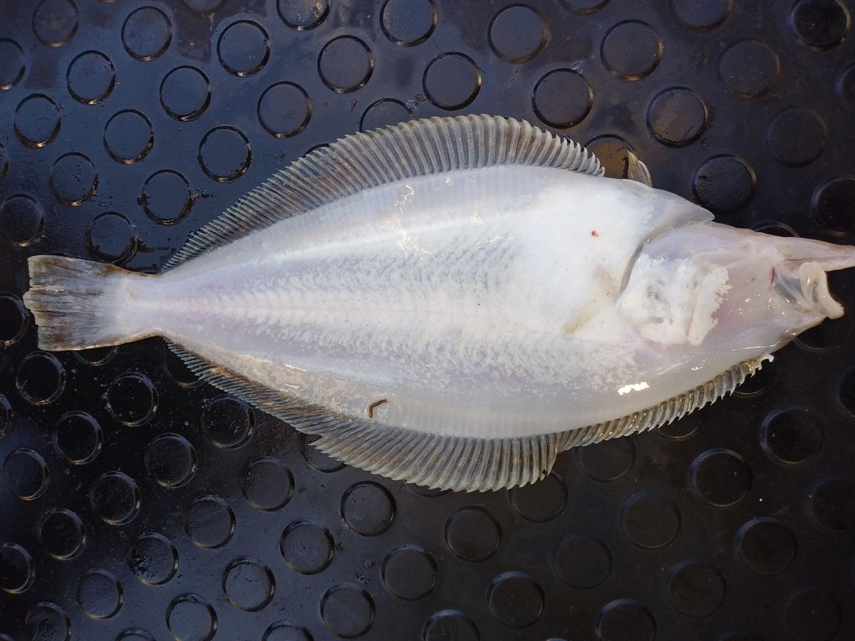 宏洋丸さんの釣果 2枚目の画像