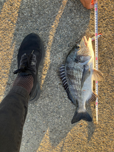 チヌの釣果