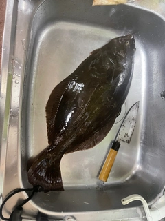 ヒラメの釣果