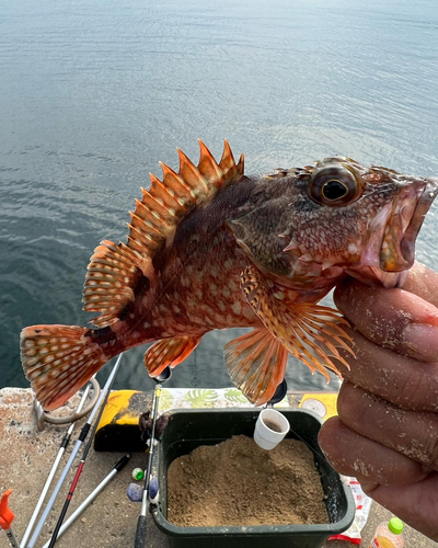 アラカブの釣果