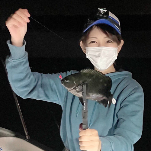 メジナの釣果