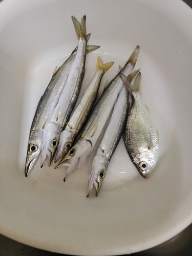 カマスの釣果