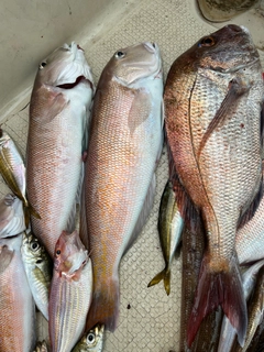 シロアマダイの釣果