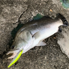 バラマンディの釣果