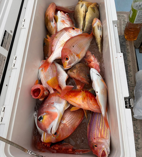 マダイの釣果