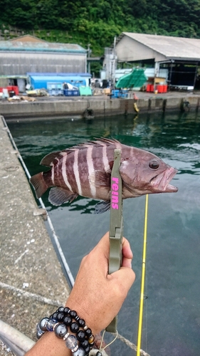 マハタの釣果