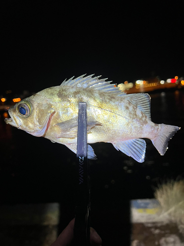 メバルの釣果