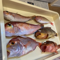 アマダイの釣果