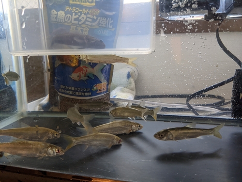 ウグイの釣果