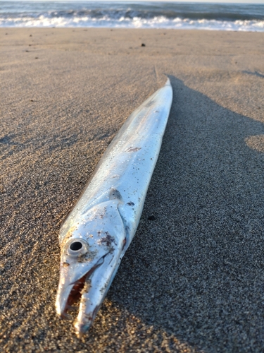 タチウオの釣果