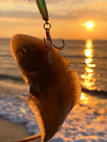 シタビラメの釣果