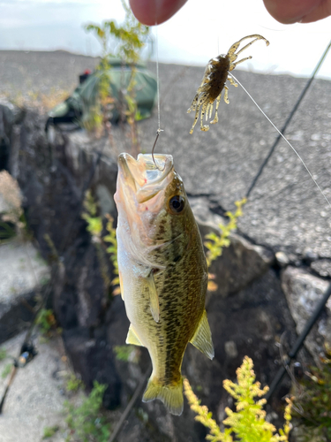 ブラックバスの釣果