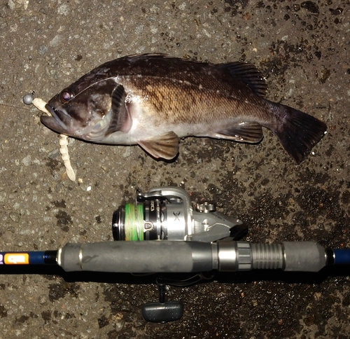 クロソイの釣果