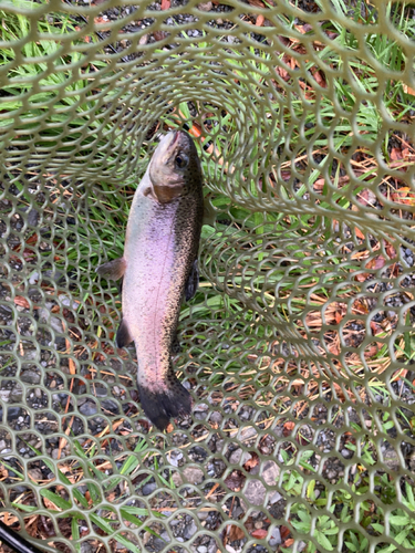 ニジマスの釣果