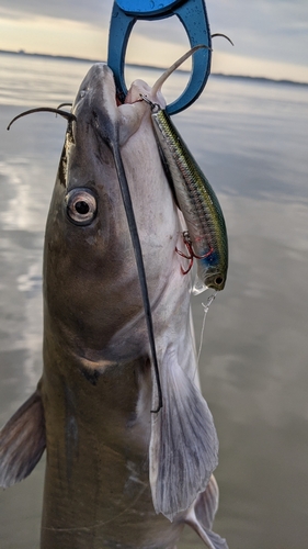 アメリカナマズの釣果