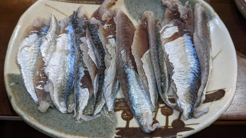 サバの釣果