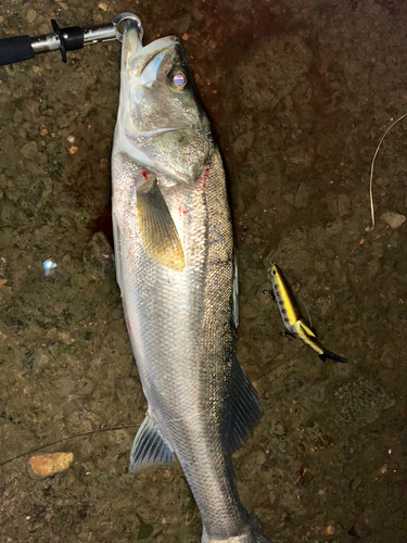 スズキの釣果