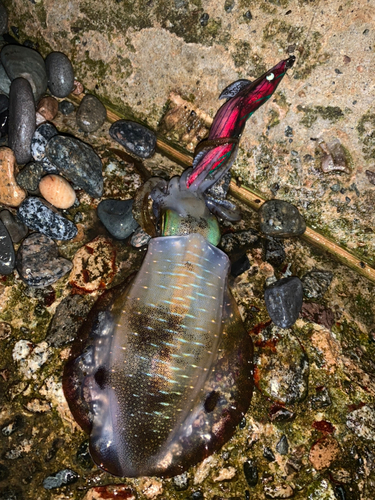 アオリイカの釣果