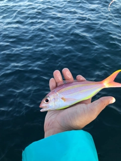 ソコイトヨリの釣果