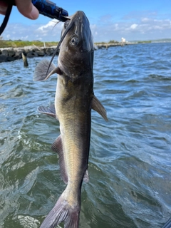 アメリカナマズの釣果