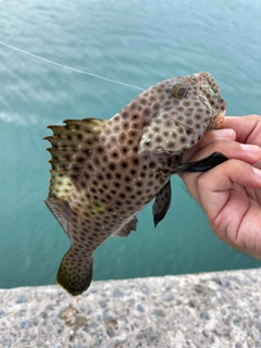 シロブチハタの釣果