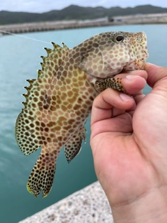 カンモンハタの釣果