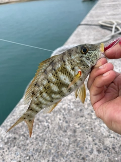 ムネアカクチビの釣果