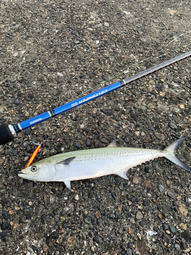 サゴシの釣果