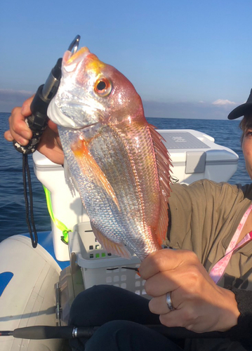 レンコダイの釣果