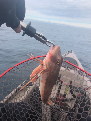 ホウボウの釣果