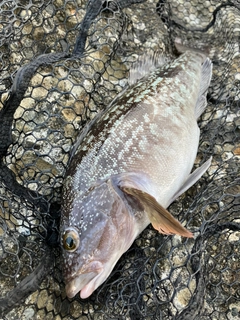 アブラコの釣果