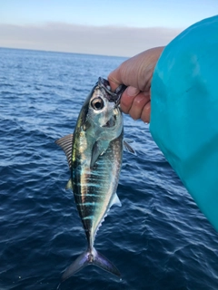 クロマグロの釣果