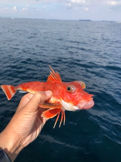 カナガシラの釣果