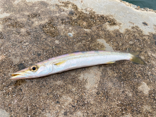 カマスの釣果