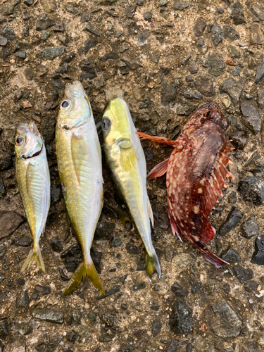 アジの釣果