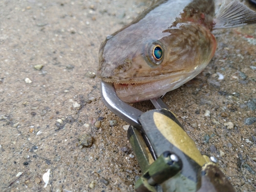 エソの釣果