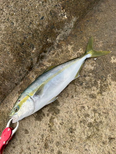 ツバイソの釣果