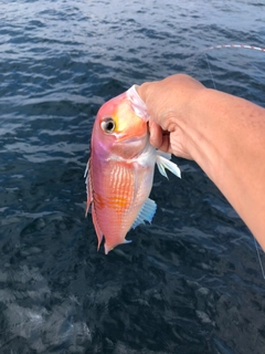 アマダイの釣果