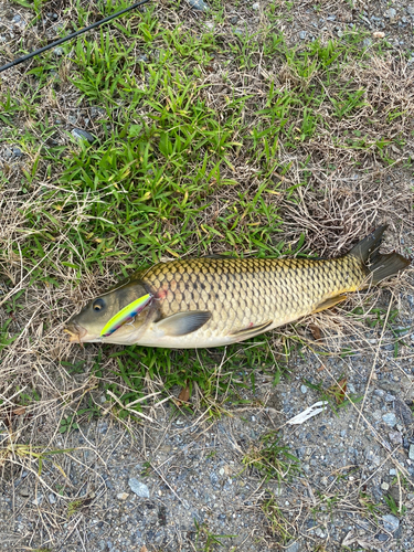 コイの釣果