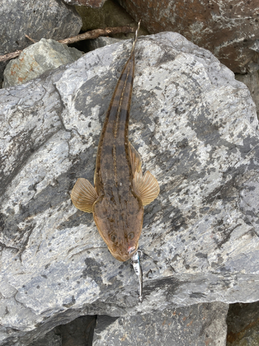 コチの釣果