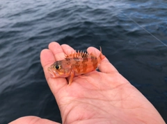 オキメバルの釣果