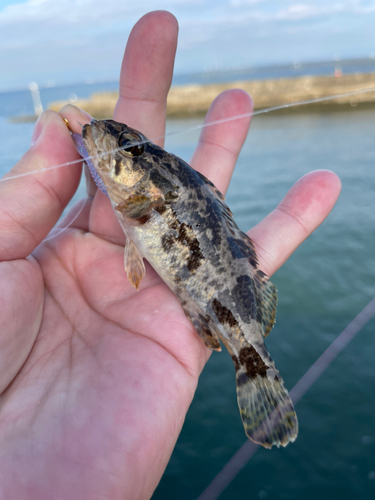 タケノコメバルの釣果