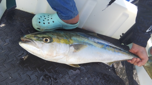 ヤズの釣果