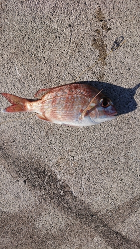 チャリコの釣果