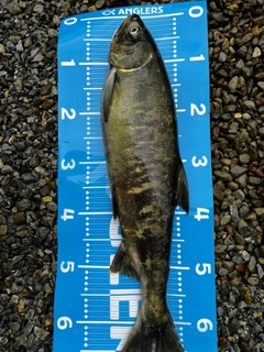 アキアジの釣果