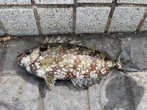 アイゴの釣果