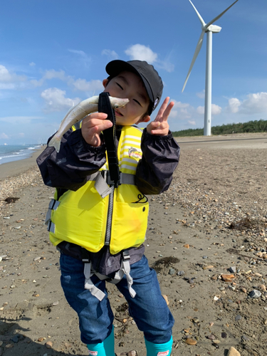 シロギスの釣果