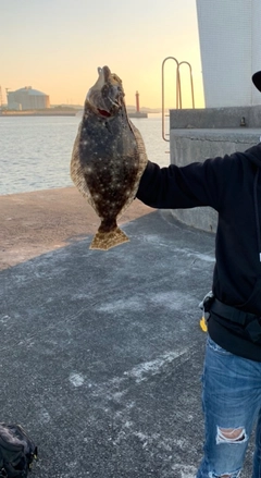 ヒラメの釣果