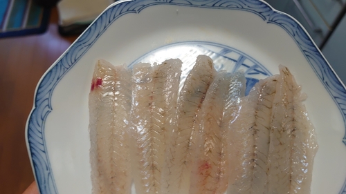 マハゼの釣果