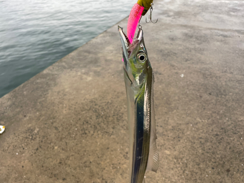 タチウオの釣果